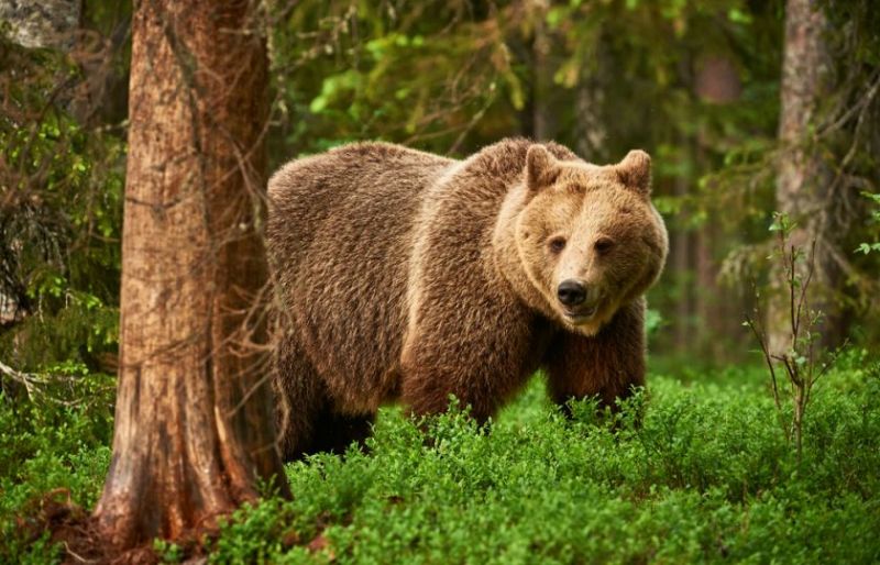 Soubor:Medved hnedy.jpg